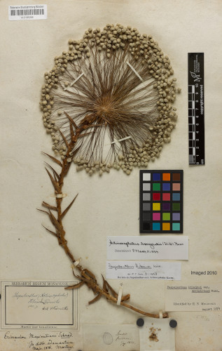 Herbariumsbeleg von Actinocephalus bongardii